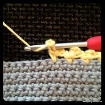 Musetakker / Picotkant